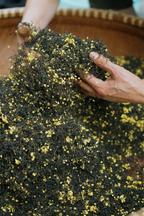 Osmanthus Jiuqu Hongmei