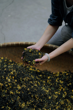 Osmanthus Jiuqu Hongmei