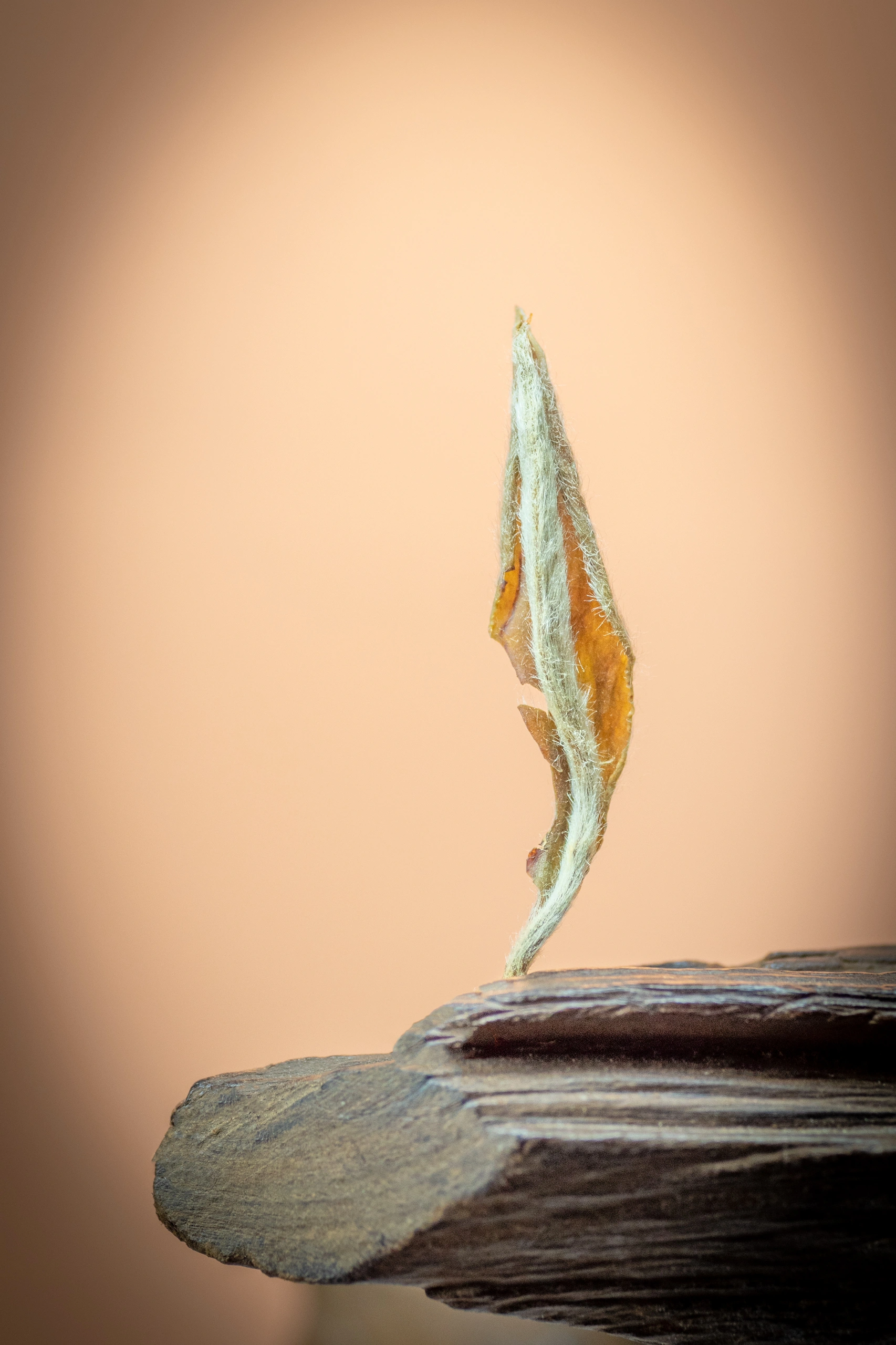 2025 Premium Silver Needle