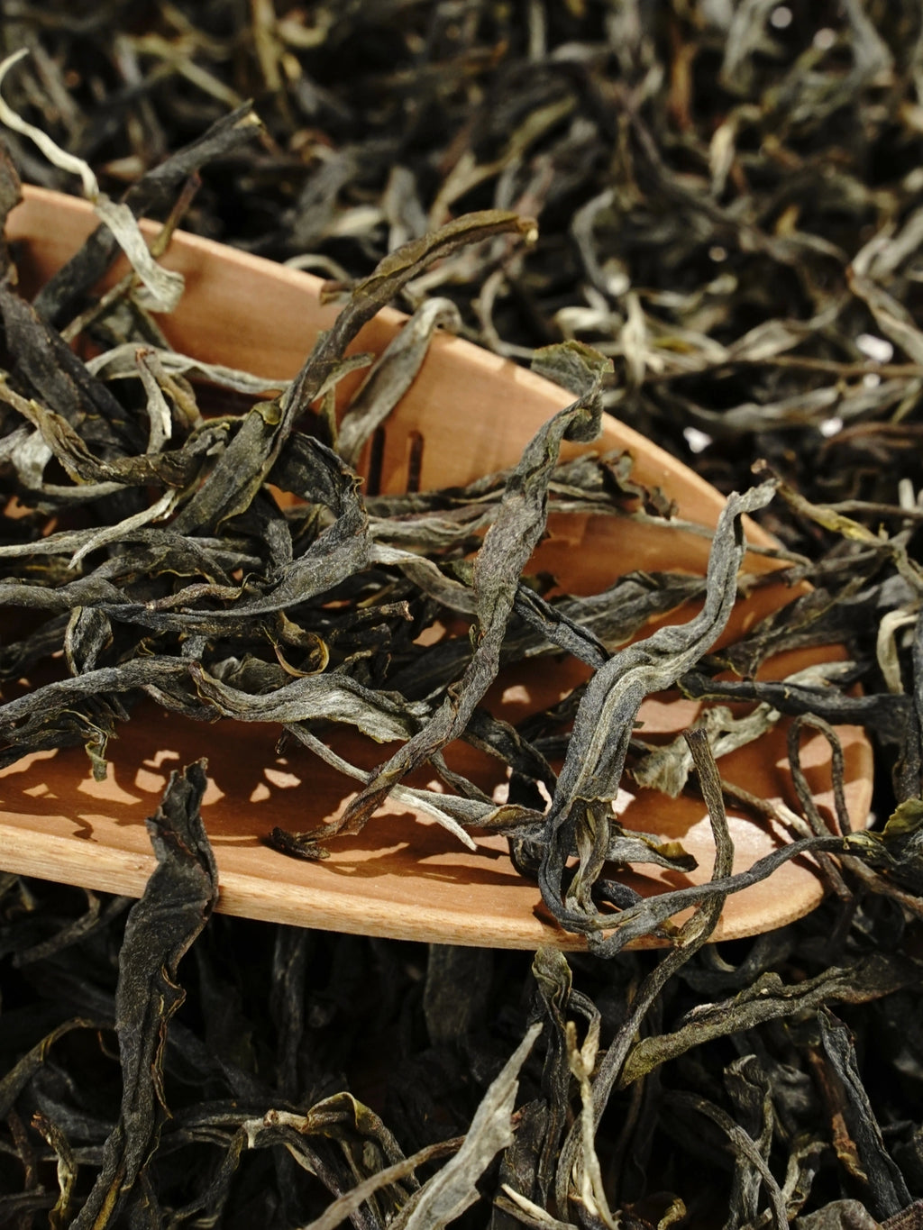 2022 Yiwu Ancient Tree Raw Pu’er