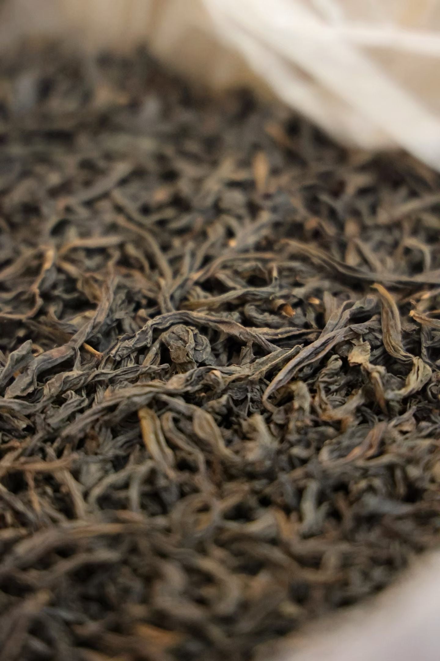 Fujian Old Bush Shuixian