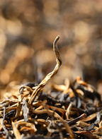 Dian Hong · Yunnan Golden Black Tea