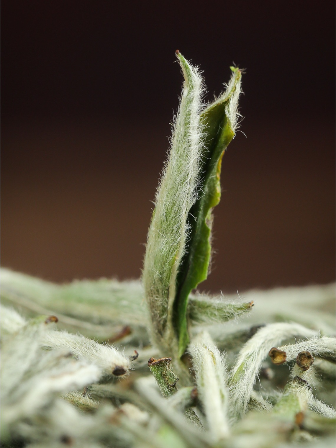 2025 Premium Silver Needle