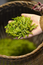 2026 West Lake Longjing