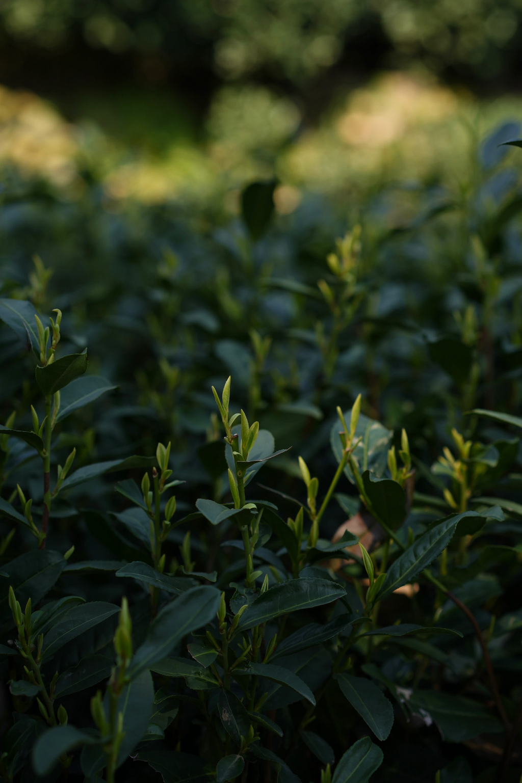 West Lake Longjing