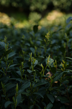 West Lake Longjing