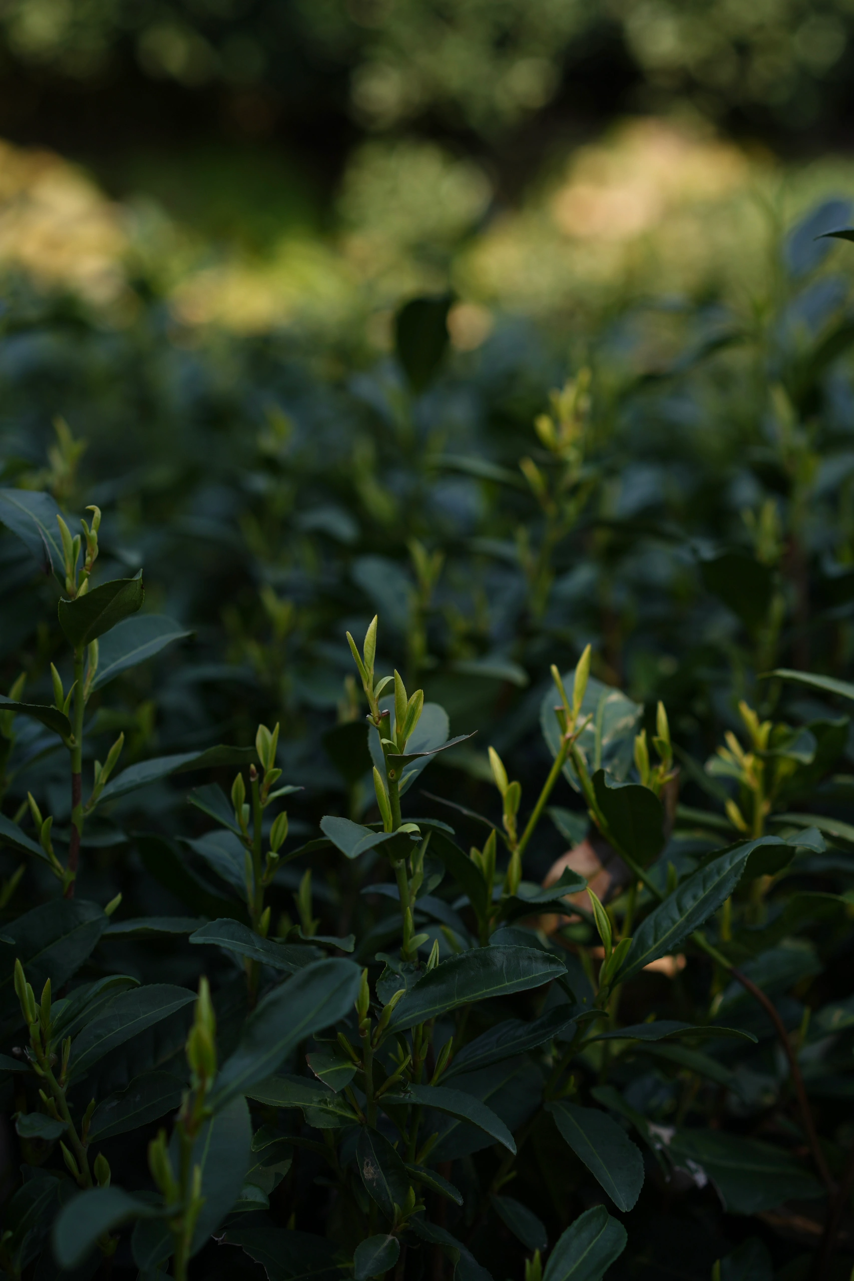 West Lake Longjing