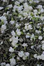 2025 Jasmine Peony King