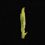 West Lake Longjing
