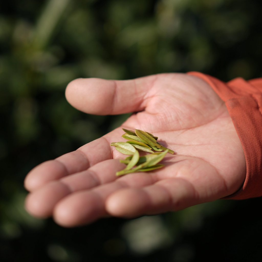 West Lake Longjing