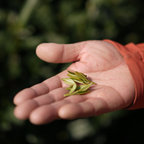 West Lake Longjing